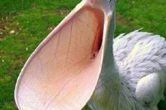 鹈鹕最大有多少厘米 - 赛事资讯分类下的文章配图