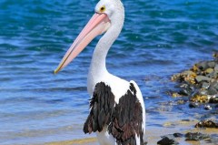 鹈鹕的象征着什么意思 - 赛事资讯分类下的文章配图