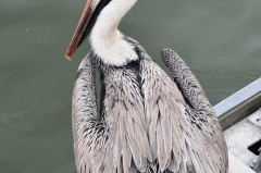 鹈鹕鸟的读音 - 赛事资讯分类下的文章配图