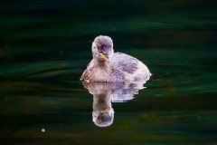 鹈鸊读音 - 赛事资讯分类下的文章配图