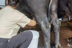 公牛可不可以产出奶 - 球队对阵分类下的文章配图