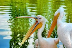 鹈鹕的象征意义 - 球队对阵分类下的文章配图