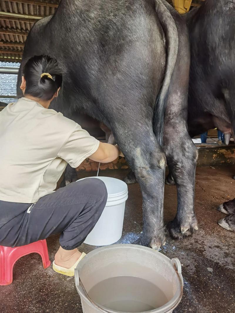 公牛可不可以产出奶