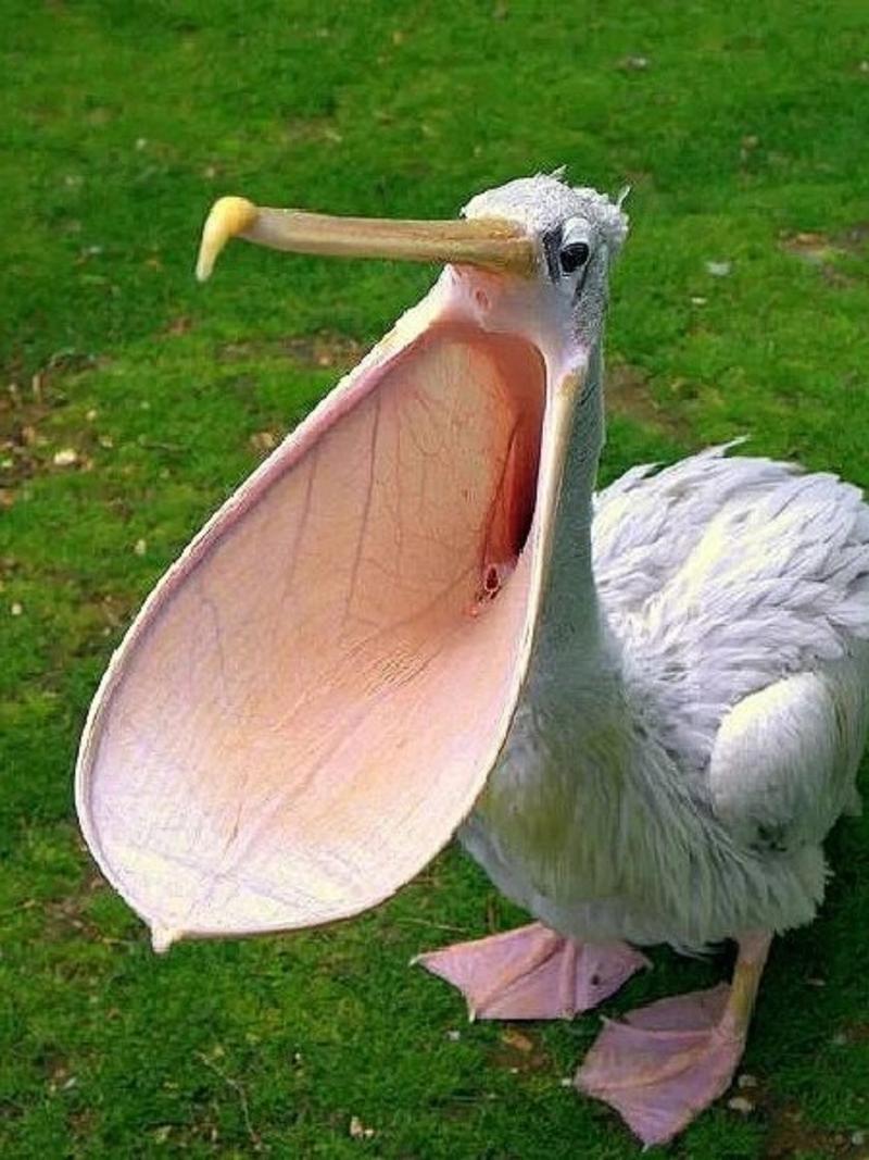 鹈鹕最大有多少厘米